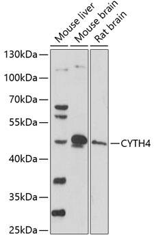 Cytohesin 4 Antibody