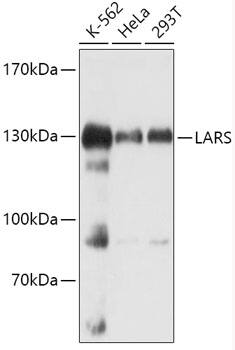 LARS Antibody