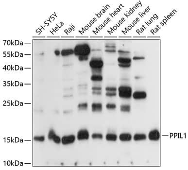 PPIL1 Antibody