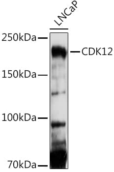 CrkRS Antibody