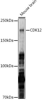 CrkRS Antibody