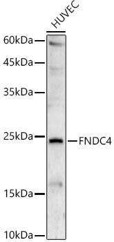 FNDC4 Antibody