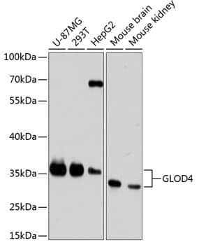 GLOD4 Antibody