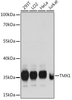 TXNDC Antibody