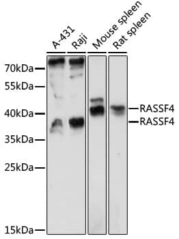 RASSF4 Antibody