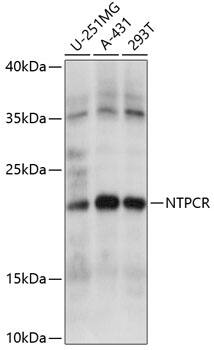 NTPCR Antibody