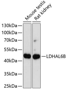 LDHAL6B Antibody