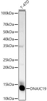 DNAJC19 Antibody