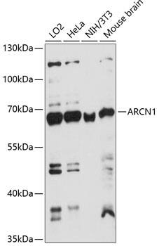 Coatomer Subunit Delta Antibody