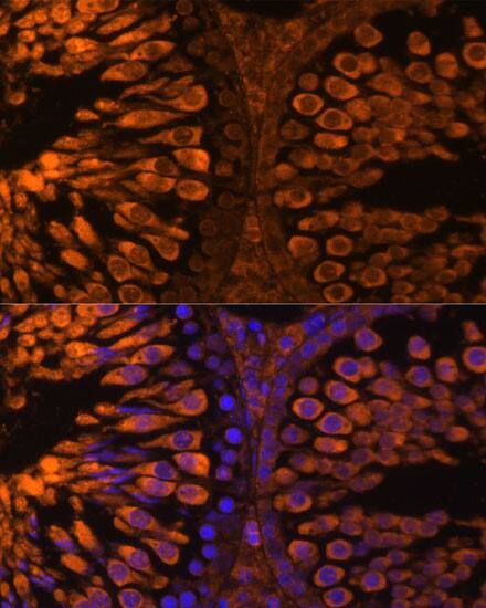 Lactate Dehydrogenase C Antibody