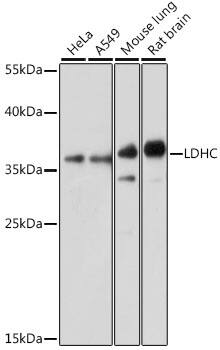 Lactate Dehydrogenase C Antibody