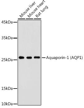 Aquaporin 1/AQP1 Antibody