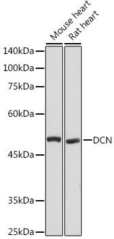 Decorin Neo Antibody