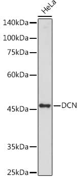 Decorin Neo Antibody