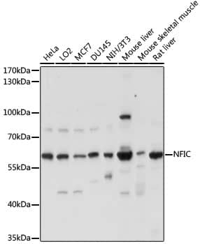 NFIC Antibody