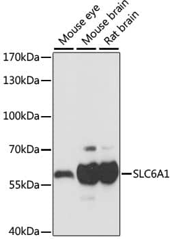 GAT-1/SLC6A1 Antibody