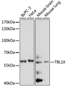 TBL1 Antibody