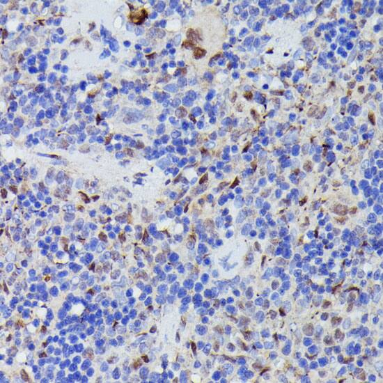 Cdc23 Antibody