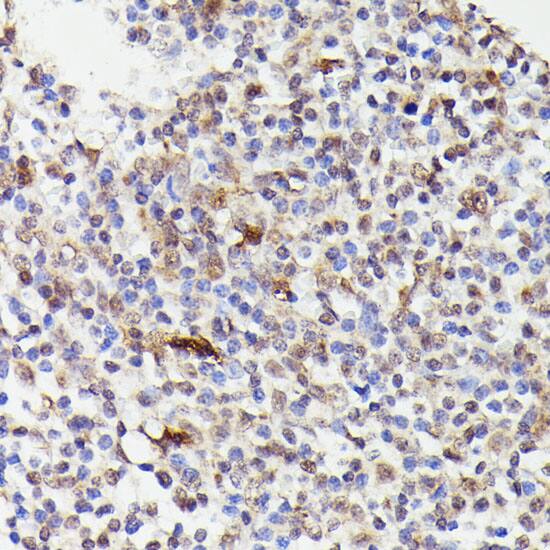 Cdc23 Antibody