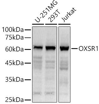 OXSR1 Antibody