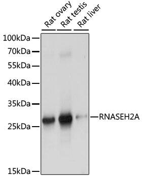 RNASEH2A Antibody