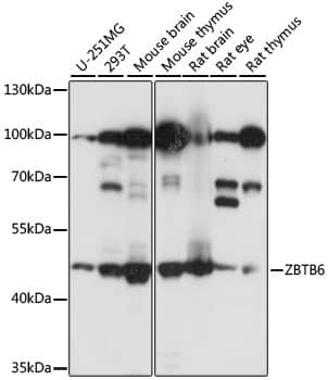 ZBTB6 Antibody