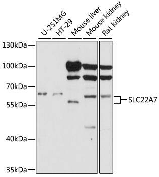 SLC22A7 Antibody