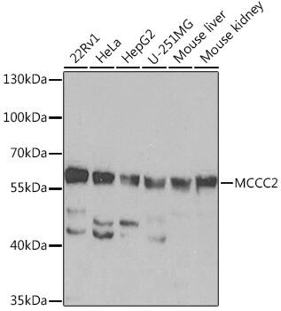 MCCC2 Antibody