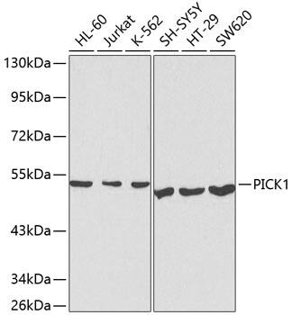 PICK1 Antibody