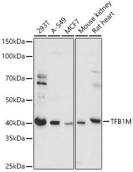 TFB1M Antibody