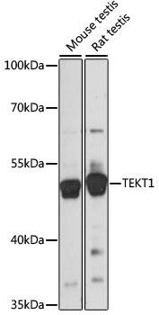 TEKT1 Antibody