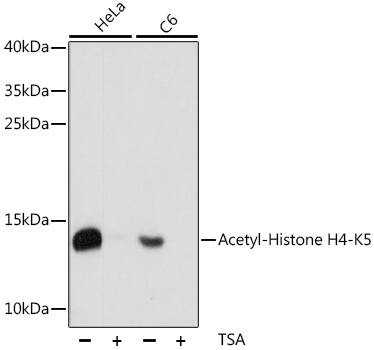H4 Clustered Histone 1 [ac Lys5] Antibody