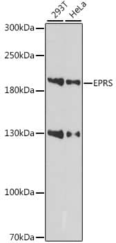 EPRS Antibody