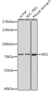 SIK1/Snf1lk Antibody