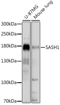 SASH1 Antibody