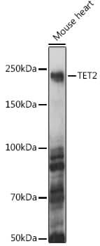 TET2 Antibody