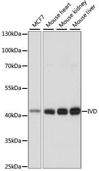 IVD Antibody