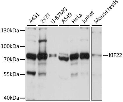 KIF22 Antibody