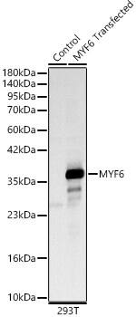 MYF6 Antibody