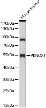 PKNOX1 Antibody