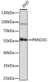PKNOX1 Antibody