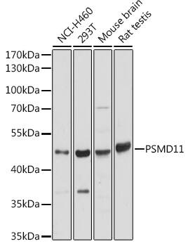 PSMD11 Antibody