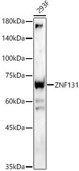 ZNF131 Antibody