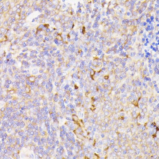 PSMG1 Antibody