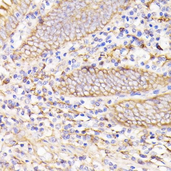 PSMG1 Antibody