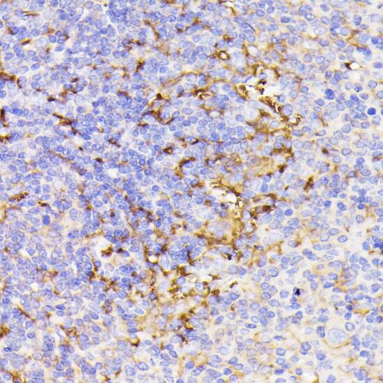 PSMG1 Antibody