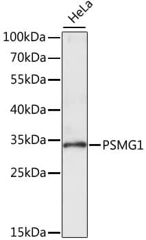 PSMG1 Antibody