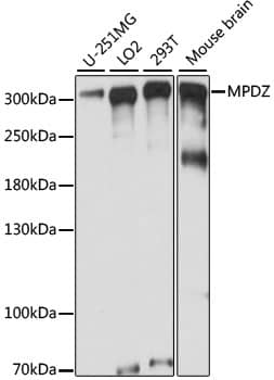 MUPP1 Antibody