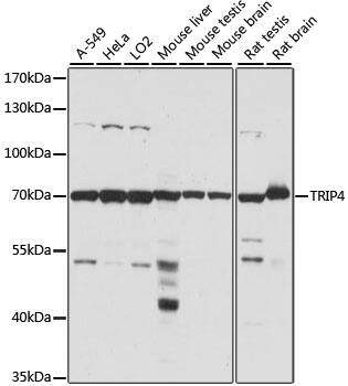 ASC1 Antibody