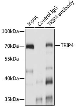 ASC1 Antibody